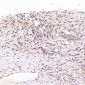 Anti-ACE2 Rabbit Monoclonal Antibody